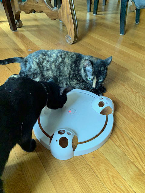 Two cats playing with an interactive cat toy. 
