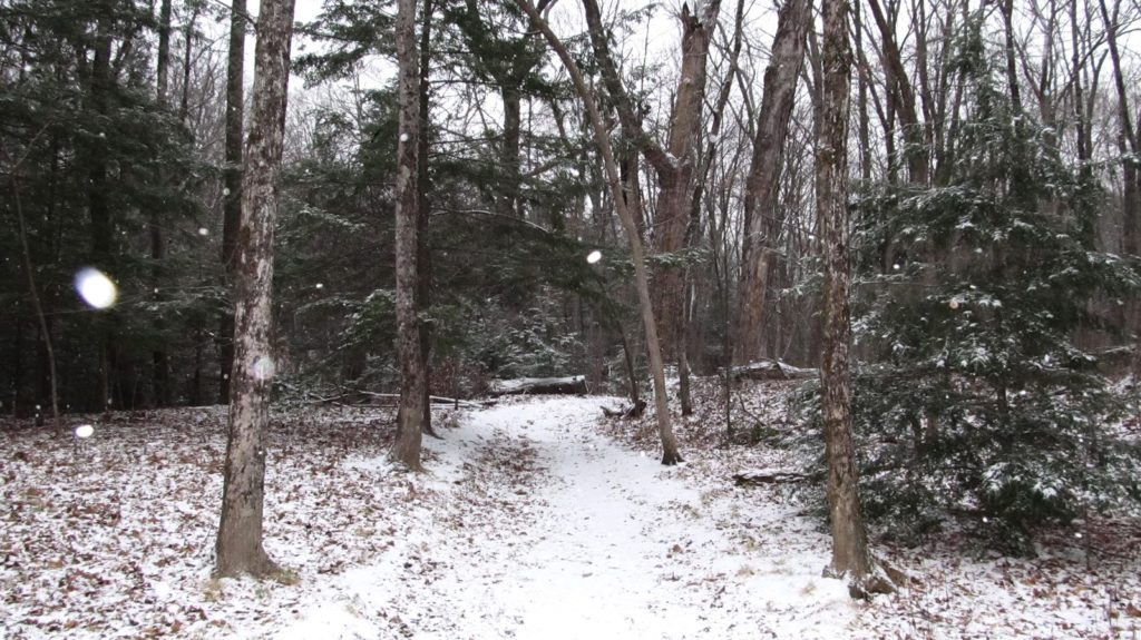 A snowy forest setting. 