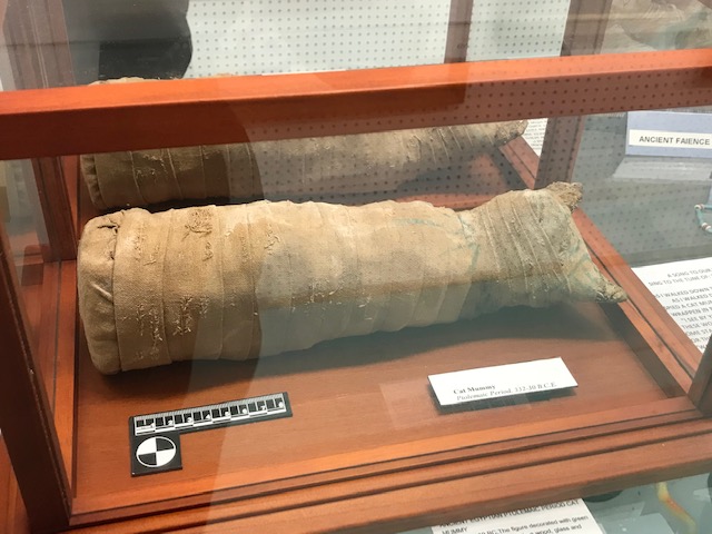 A mummified cat.